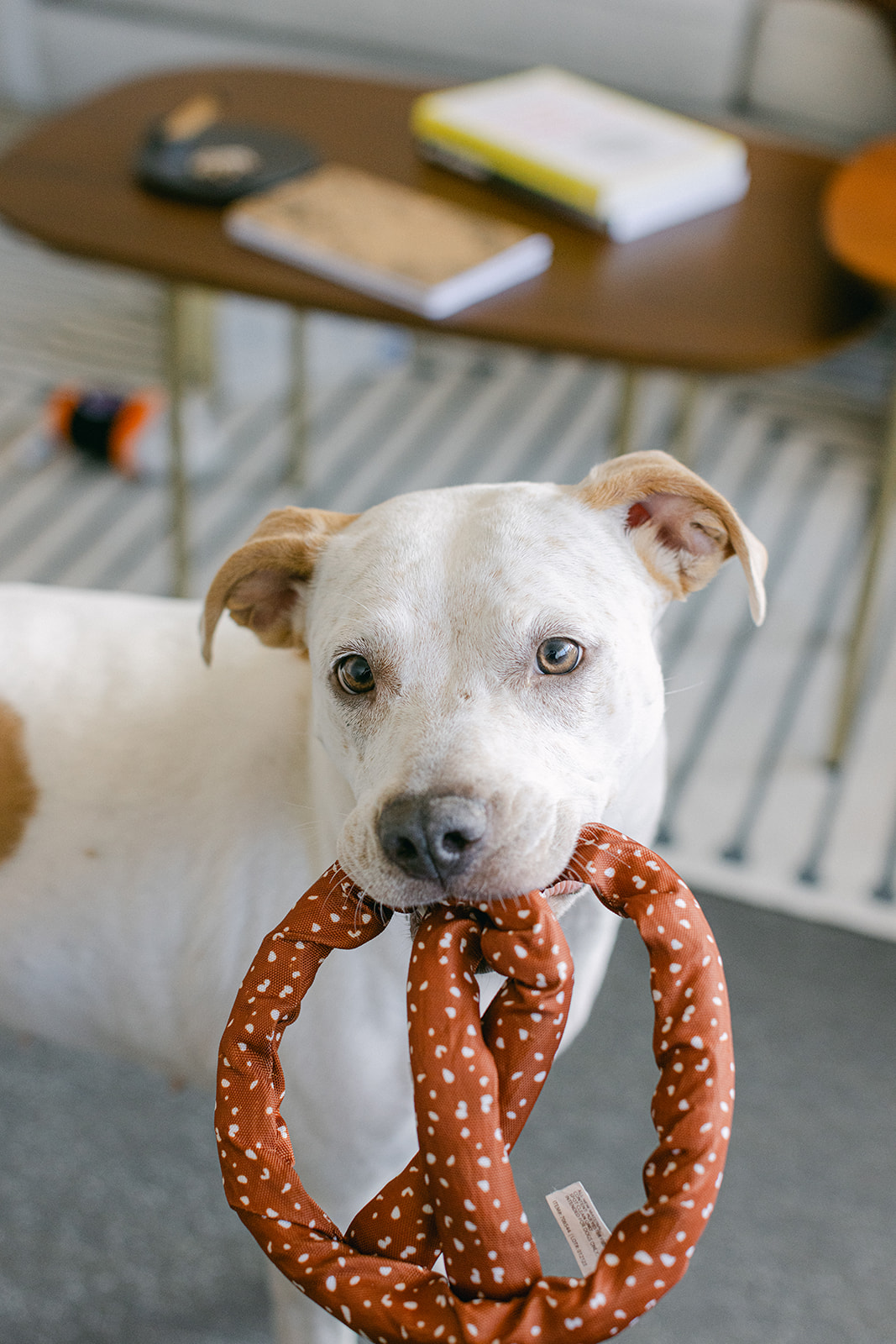 Dog holding a pretzel toy in its mouth